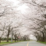 ＧＨお花見ドライブ